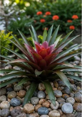 Bromeliad planting detail with natural river stone
